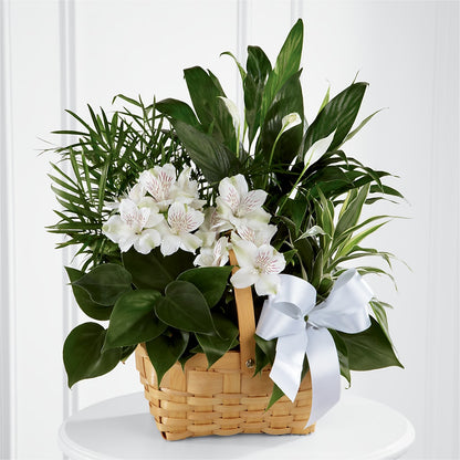 Peace & Serenity Dishgarden –  North Star Blooms, Roseville MN