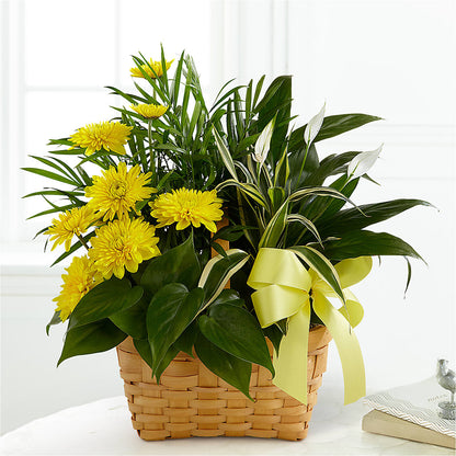 Loving Light Dishgarden –  North Star Blooms, Roseville MN