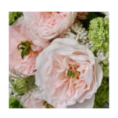 Premium Seasonal Flowers –  North Star Blooms, Roseville MN