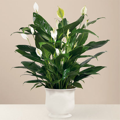 Comfort Planter –  North Star Blooms, Roseville MN