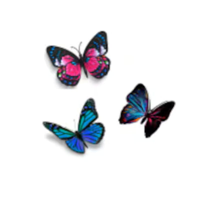 Butterflies –  North Star Blooms, Roseville MN