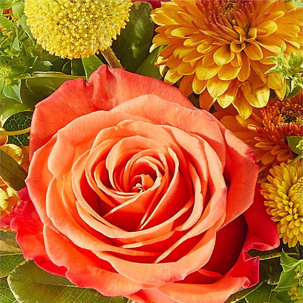 Gourdgeous Pumpkin –  North Star Blooms, Roseville MN