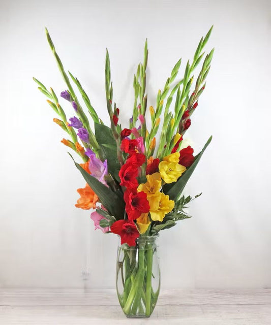 Gladiolus –  North Star Blooms, Roseville MN