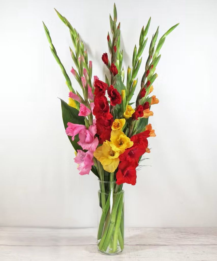 Gladiolus –  North Star Blooms, Roseville MN