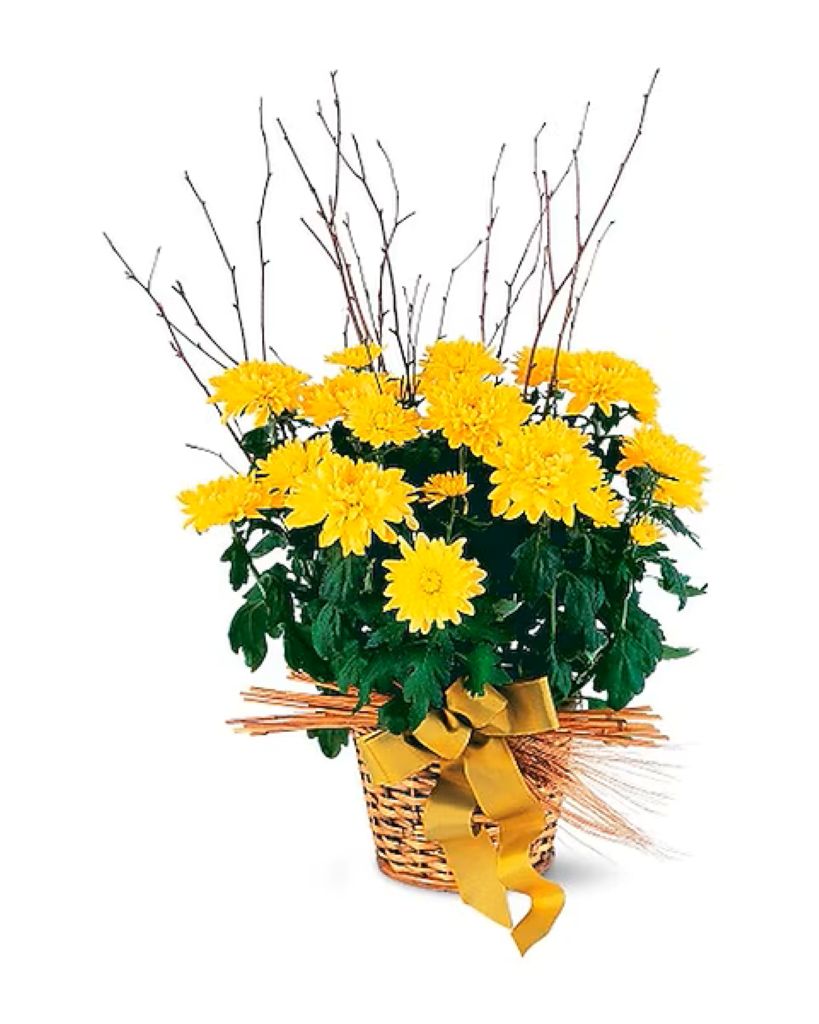 FALL HOPE CHRYSAANTHEMUN –  North Star Blooms, Roseville MN