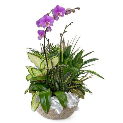 Orchid Dish Garden –  North Star Blooms, Roseville MN