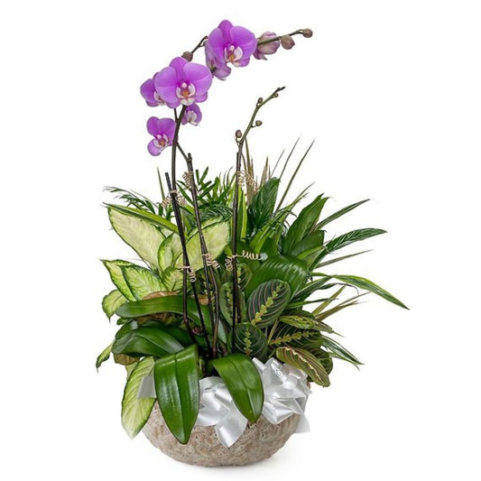 Orchid Dish Garden