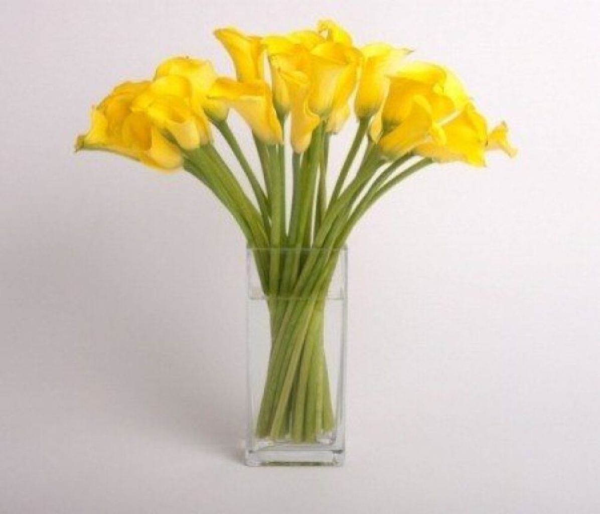 Mini Calla Lilies Three Color Choices Fun, Modern Gift –  North Star Blooms, Roseville MN