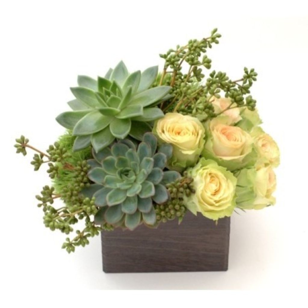 Green Garden Roses and Succulents –  North Star Blooms, Roseville MN