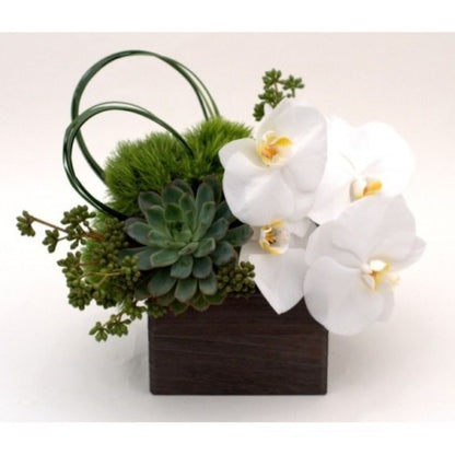 Zen Garden Orchid Flowers, Succulents –  North Star Blooms, Roseville MN