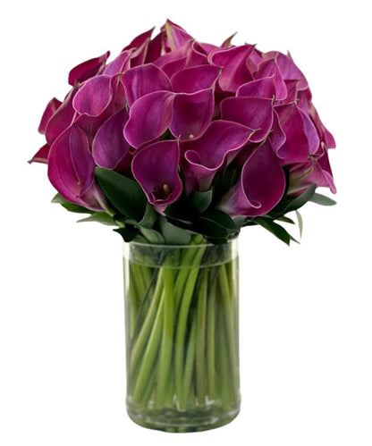 Mini Calla Majesty –  North Star Blooms, Roseville MN