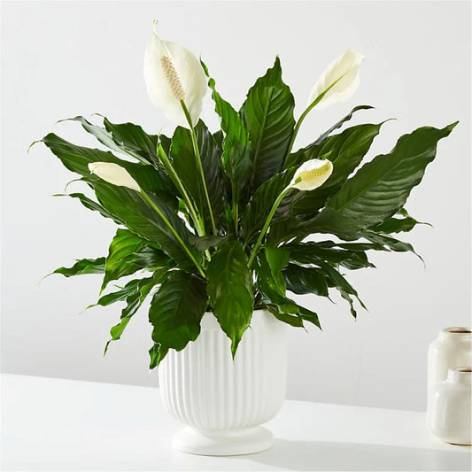Green Plant   Monthly