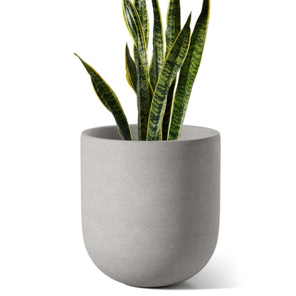 10" Green Plants    One Time Purchase –  North Star Blooms, Roseville MN