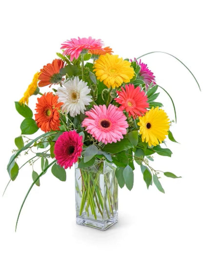 Mixed Gerbera Daisy's
