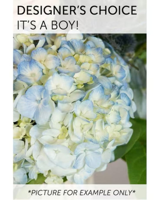 Designer's Choice - It's a Boy!