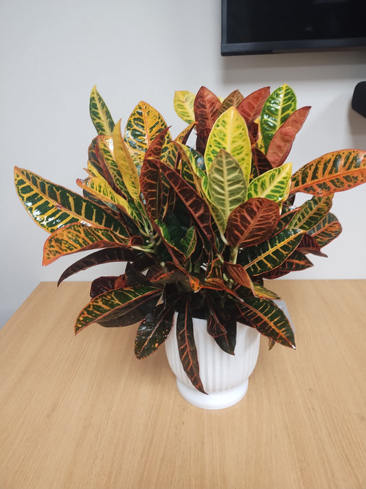 Croton Plant