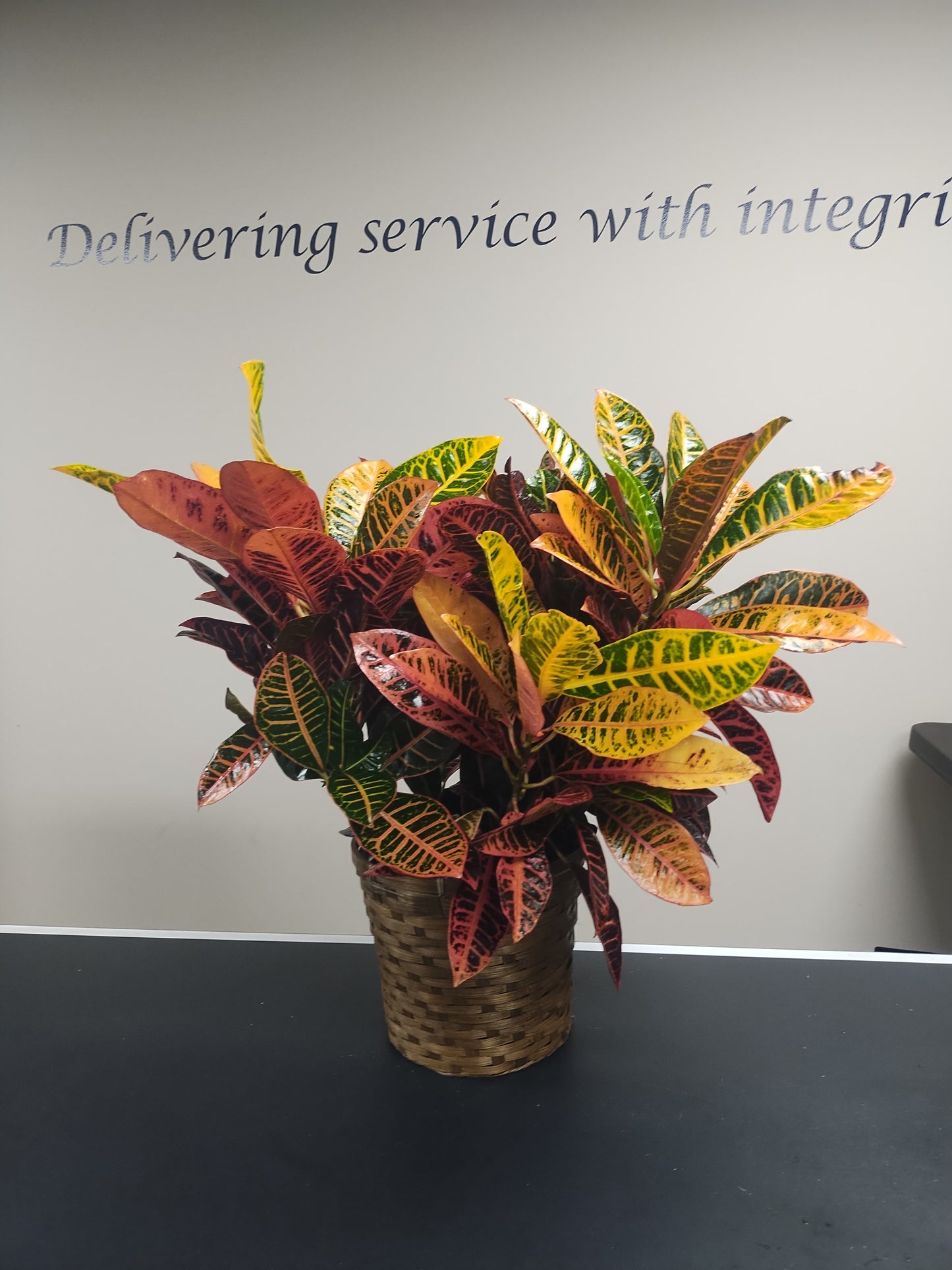 Croton Plant