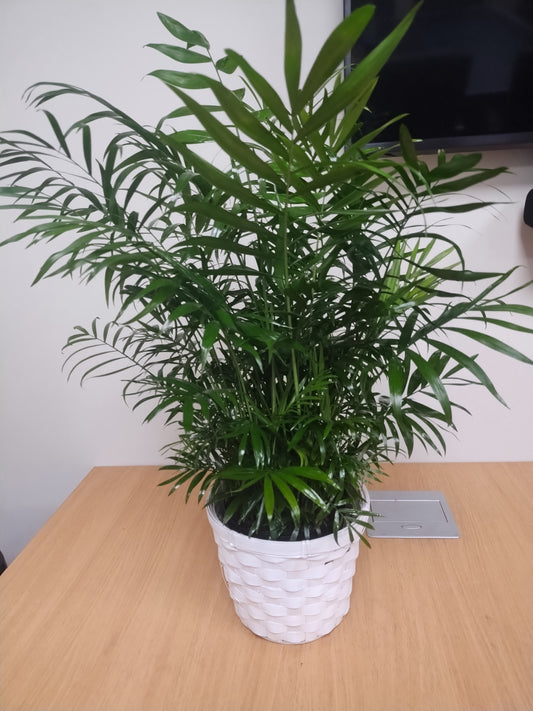 Parlor Palm