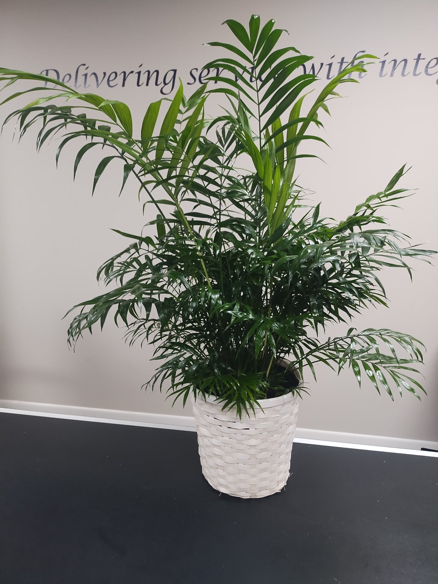 Parlor Palm
