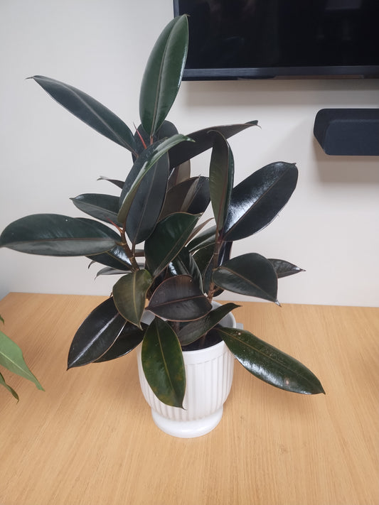 Rubber Plant