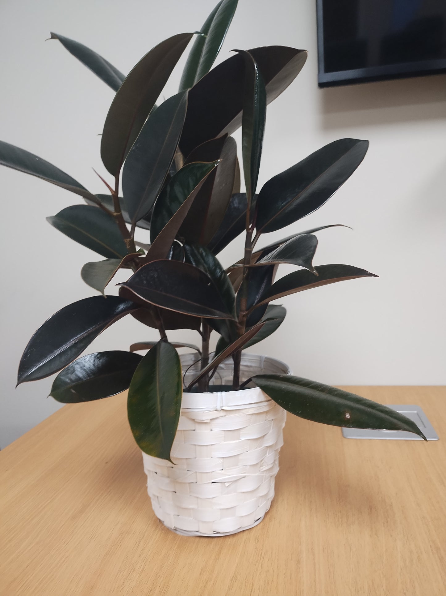 Rubber Plant