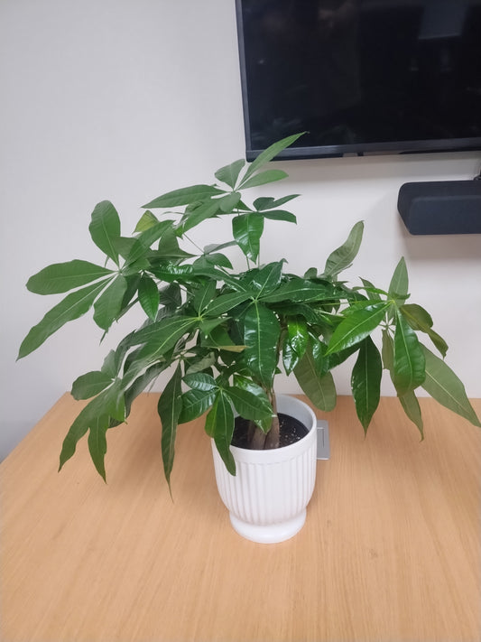Arboricola Plant