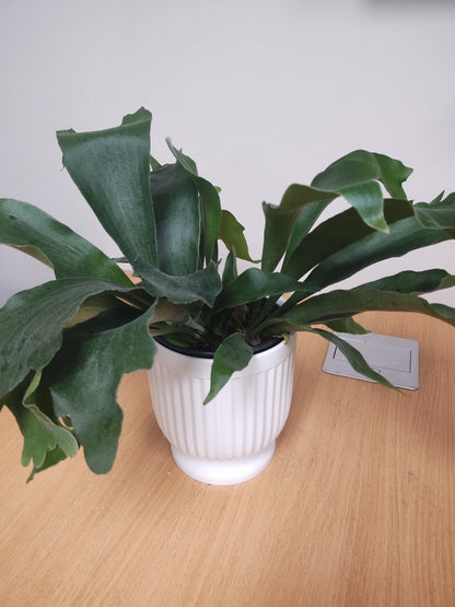 Staghorn Fern –  North Star Blooms, Roseville MN