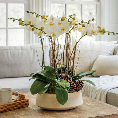 Orchid Grove –  North Star Blooms, Roseville MN