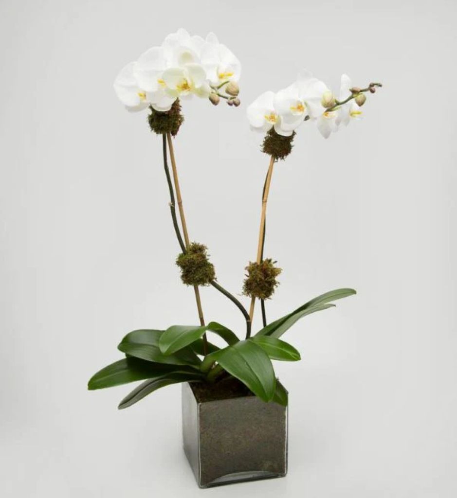 Orchid