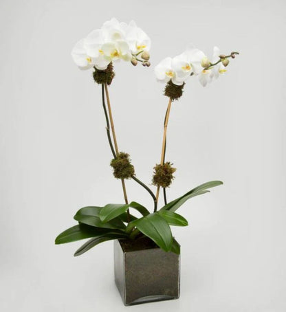 Orchid