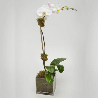 Orchid
