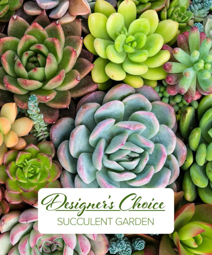 Succulent Garden Designer's Mix –  North Star Blooms, Roseville MN
