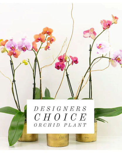 Designer's Choice Orchid Garden