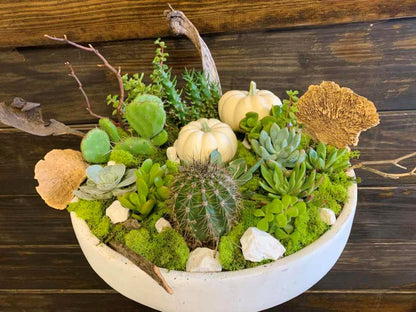 Contemporary succulent and cactus fall Zane bowl –  North Star Blooms, Roseville MN