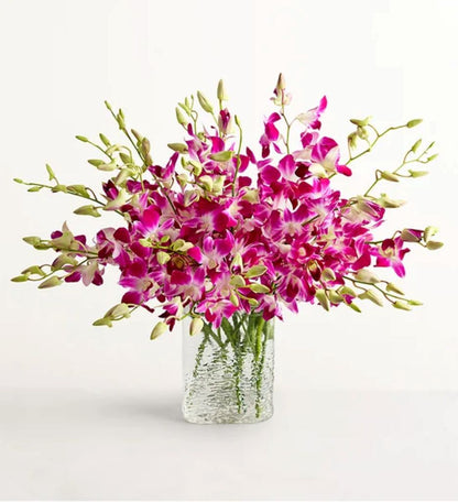 Tropical Orchid Escape