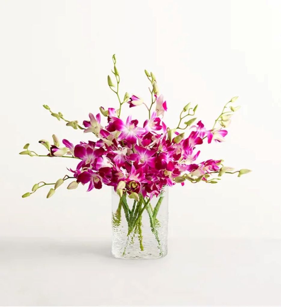 Tropical Orchid Escape