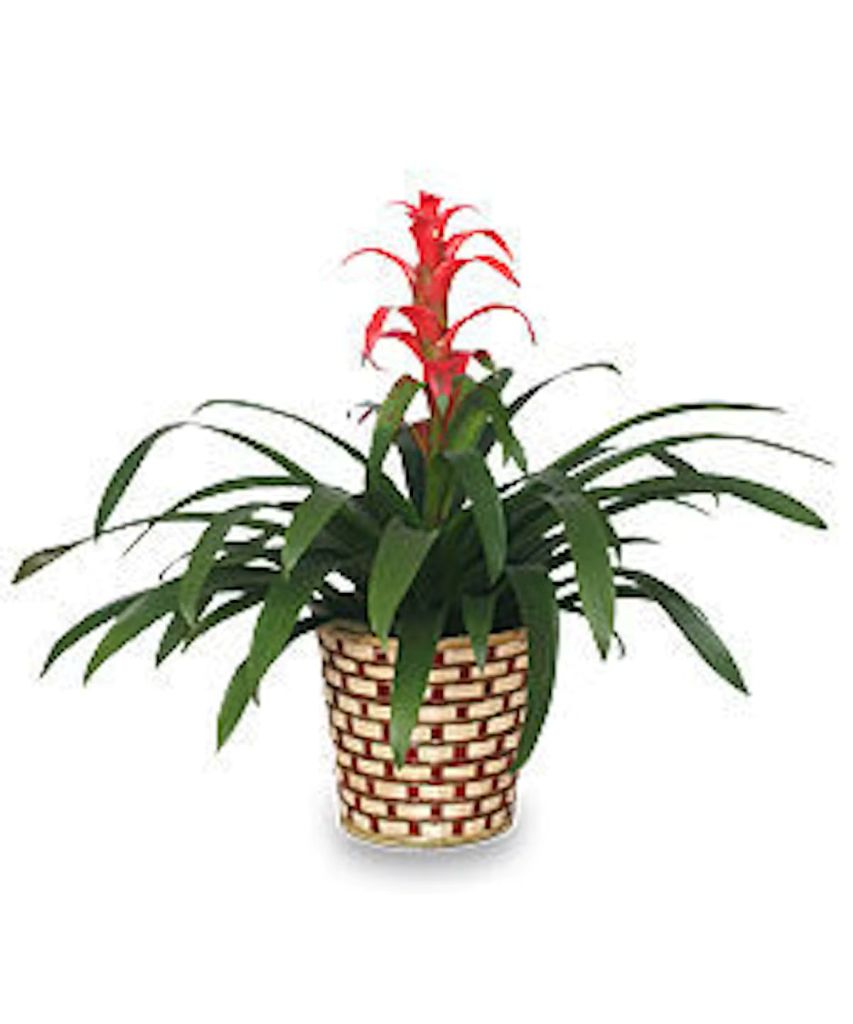 Bromeliad –  North Star Blooms, Roseville MN