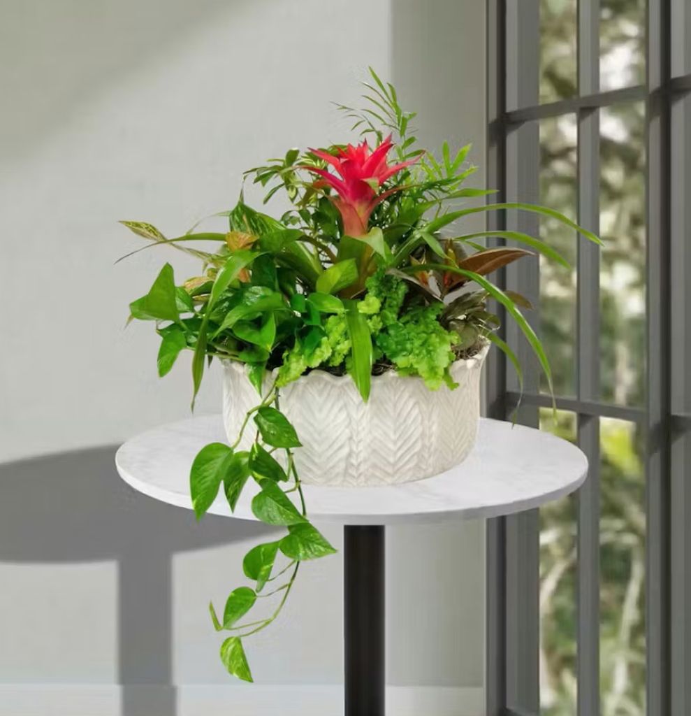 European Garden in Ceramic Container