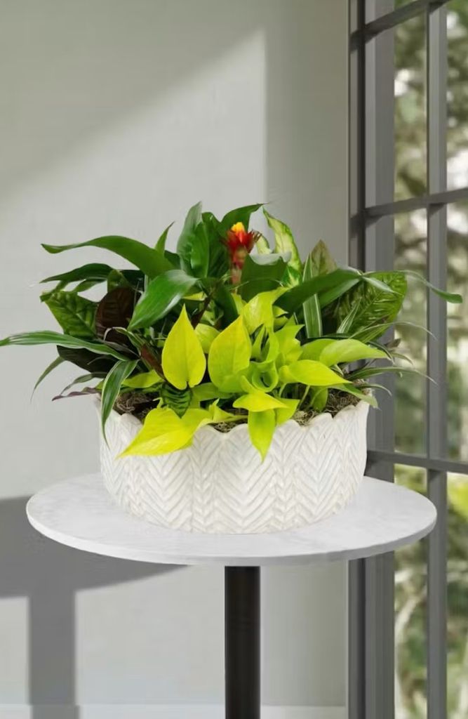 European Garden in Ceramic Container