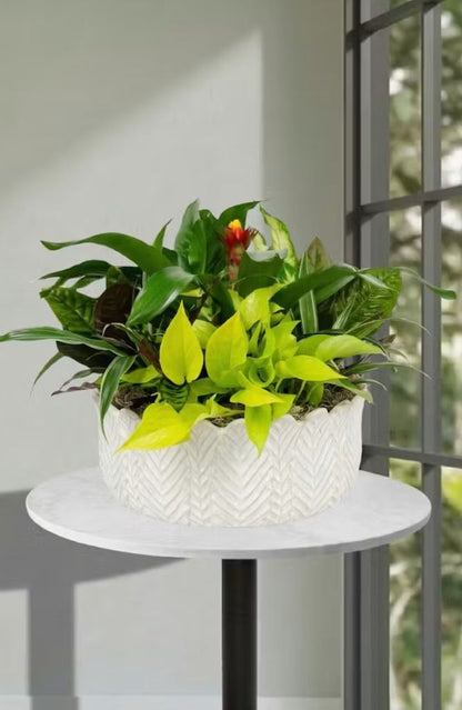 European Garden in Ceramic Container
