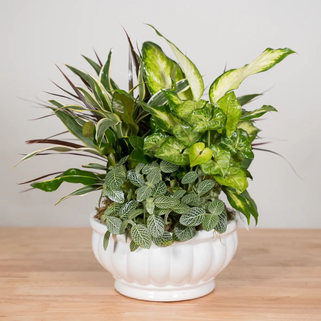 Green and Growing Garden –  North Star Blooms, Roseville MN