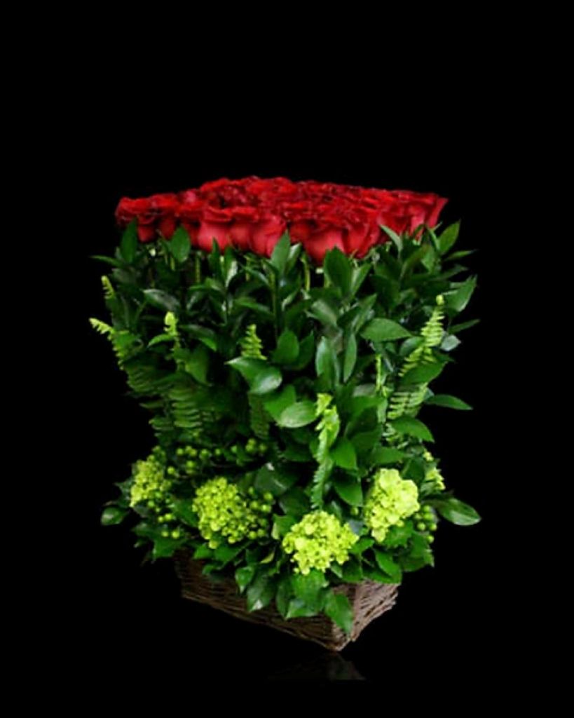 Rose Hedge  (Red or White Roses)