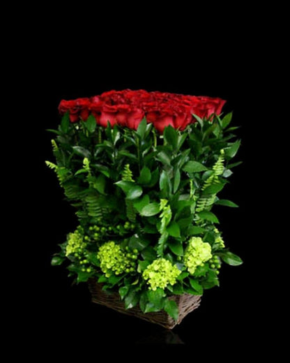 Rose Hedge  (Red or White Roses)
