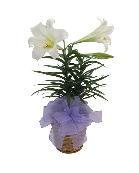 Easter Lily Plant Save & Compare