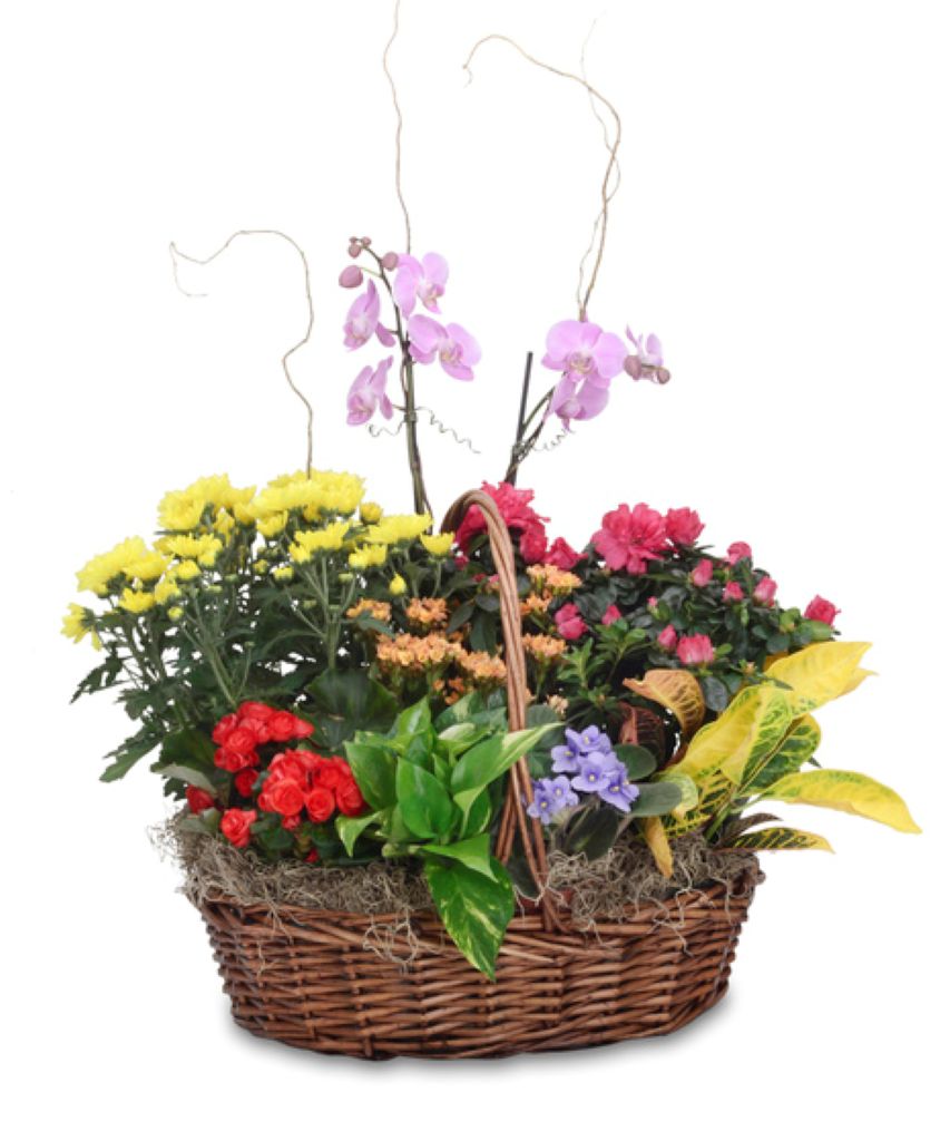 Vivid Euro Garden Basket