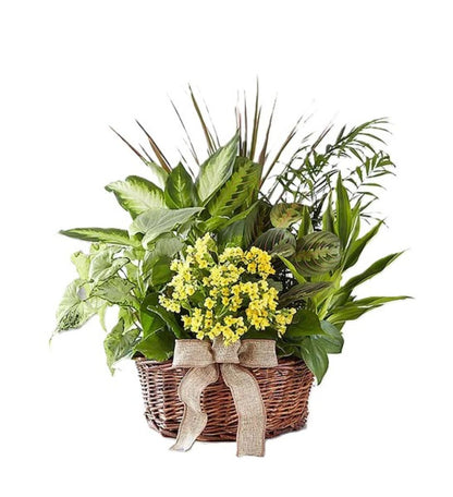 European Dish Garden