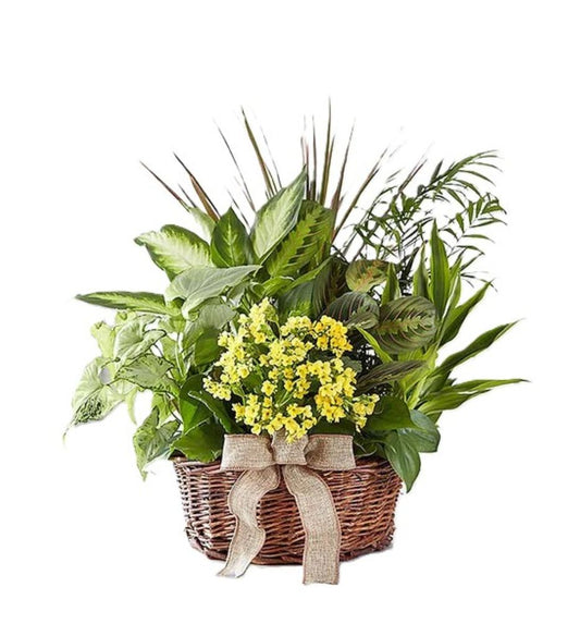 European Dish Garden