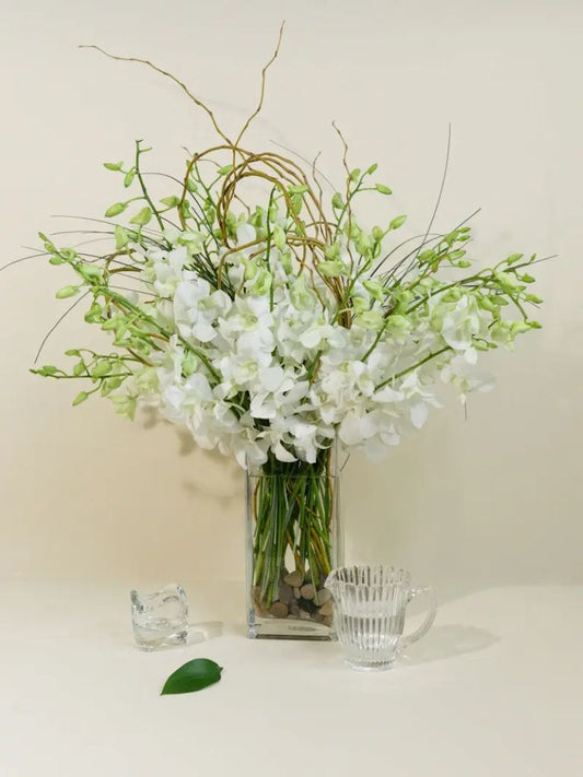 White Dendrobium Orchids