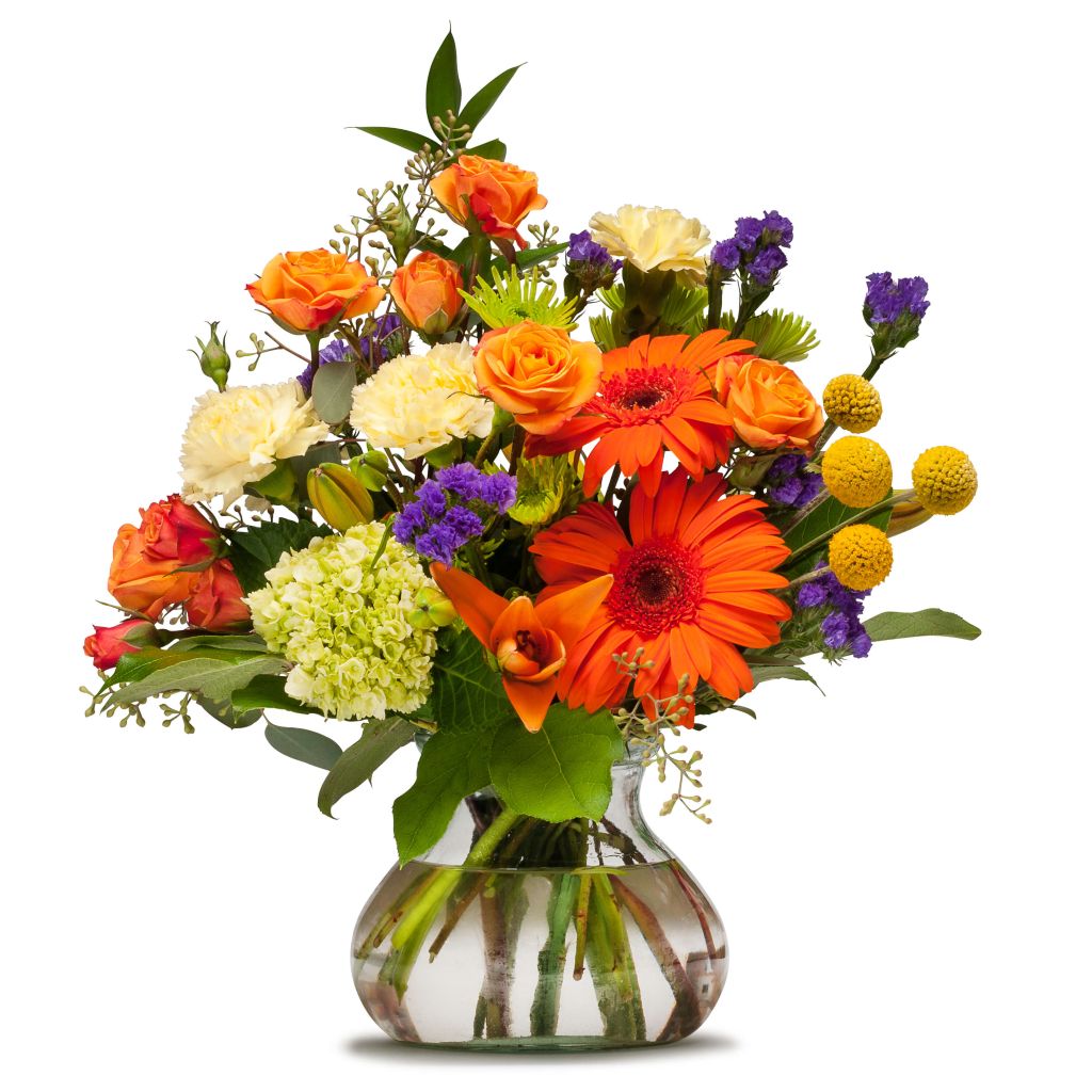 Papaya Whip –  North Star Blooms, Roseville MN