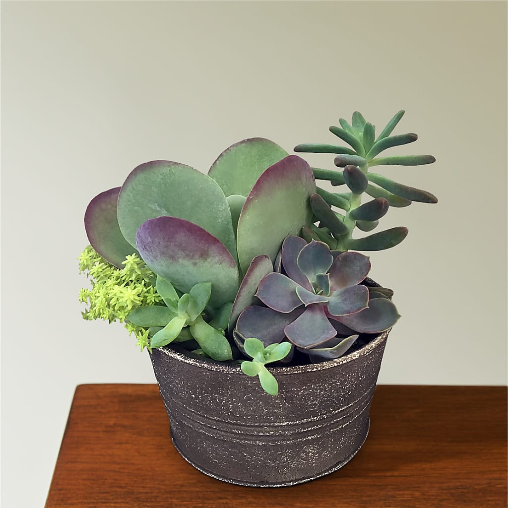 Lush Succulent Garden –  North Star Blooms, Roseville MN